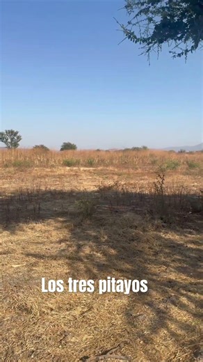 Muchas godornices # #cazadores #caza #hunting #conejos #palomas #smallgamehunting #morelos #mn