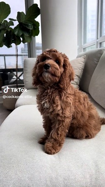 Little teddy bear 🧸 #puppy #cockapoo #puppytiktok #dogsoftiktok #petsoftiktok #dog