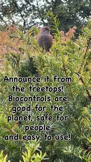 Biological pest control uses natural enemies like predators, parasites and pathogens to manage pest populations. Biocontrol is a sustainable and environmentally friendly alternative to chemical pesticides. Want to know more? Contact us at info@soundhorticulture.com. 🌿#soundhorticulture #biocontrols #naturalenemies #dunvegangardens 🌿 | Sound Horticulture