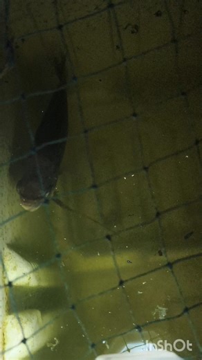 spottedcatfish തന്ന പണി ഗൗരാമി പണി കിട്ടി😱 #fish #lovesongs #bulldog #colonelkkjϟ #romanticsongs