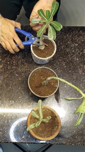 How to Prune Adenium Plant | Get Bushy Growth Fast #PlantCare #Gardening #Succulent