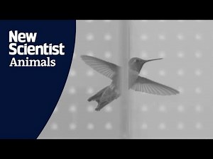 Slo-mo footage reveals how hummingbirds fly through tiny gaps