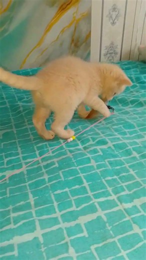Grey and Candy are #cute kittens 😘🤗 #222