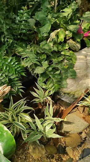 5.2K views · 149 reactions | Welcome to the Safari Room 年 | Reptile Gardens | Facebook