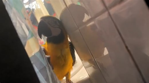 Curious parrot caught peeking around