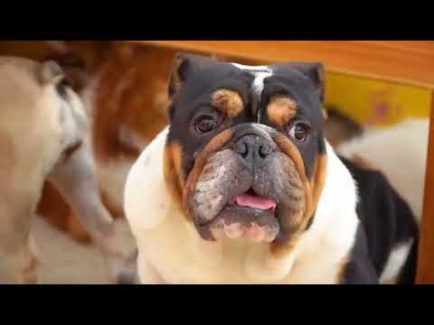 Cute Animal Sounds: Cat, Cow, Pig, Dog, Horse, Elephant, Monkey, Zebra, Frog, Squirrel -Animal Video