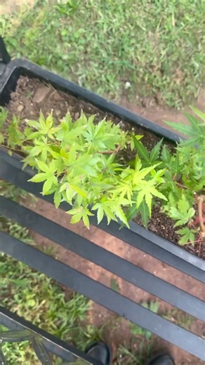 Japanese maple cuttings from last year all took root to make forest