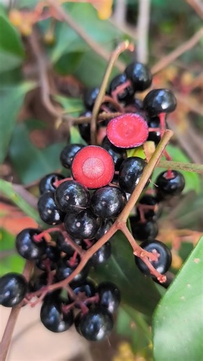 Carlos Enrique Paredes Rodríguez on Instagram: "Los capulines de 𝐴𝑟𝑑𝑖𝑠𝑖𝑎 𝑐𝑜𝑚𝑝𝑟𝑒𝑠𝑠𝑎 son una fruta silvestre nativa de México, es conocida como Acachul, Capulincillo, Capulín, Capulín agrio, Capulín de mayo, Capulín de tejón, Capulín silvestre, Cerezo, Chagalopoli, Chico, Chico correoso, Cinco negritos, Frutilla, Frutillo, Gondos, Ingalán colorado, Jazmincillo, Laurel, Laurel de la sierra, Laurelillo, Mangle de la sierra, Pie de paloma, Pimientillo, Pimiento, Pozolillo, Uva, Uva ci