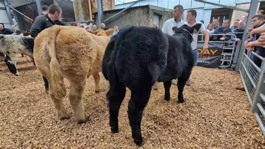 Breed8ng heifer class under 450kg 🥇 Lot 124 Cian mcgloin 🥈 Lot 130 Dermot McGinley 🥉 Lot 81 Padraic Heraghty 🏅 Lot 117 Anthony McAuley | SwarberPhotography Photos
