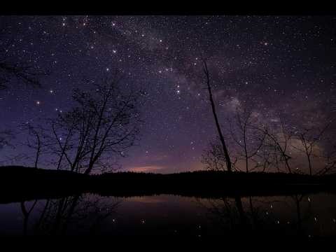 Starry Night Swamp Ambience 8 Hours | Cicadas & Frog Sounds for Deep Sleep (No Music)