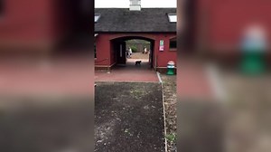 Monkeys escape from enclosure at UK zoo