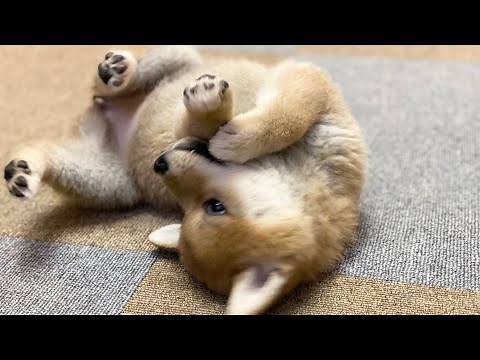 柴犬 子犬 ただただ仰向けで気持ちよさそうにお腹をなでられる動画 Shiba Inu Japanese dog