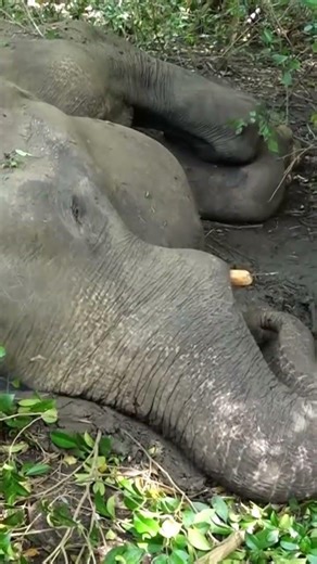 Shocking Truth: Elephants Dying from Gunpowder Traps | Must Watch