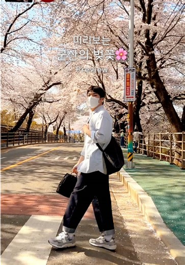 군산 벚꽃 명소 추천 모음