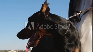 The bride is holding a Doberman on a leash. Close-up of a dog with an open mouth on the background of the bride.