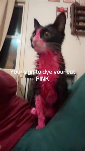Your Sign to Dye Your Cat Pink!
