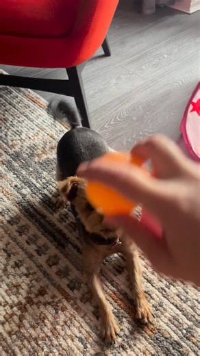 1.4K views · 92 reactions | #relatablecontent #animalcare #animallover #yorkie #yorkies #rescuedog #petadoption #petcare #petfriendly #animalrescue #pets #petlove #dog | Zizi The Yorkie | Facebook