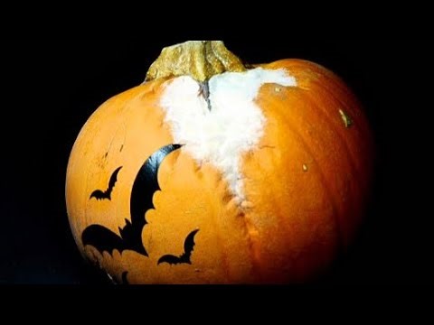 Watch Rotting Pumpkin Halloween Time Lapse