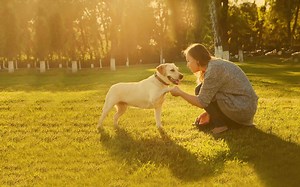 Dog Trainer Foundations