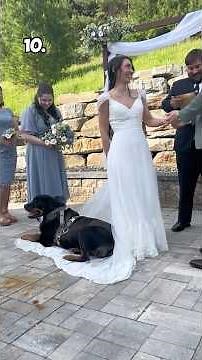 Dogs Who Made Their Human's Weddings Special