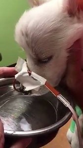 BB BEAR UPDATE: This is so great! BB Bear keeps improving, according to Arizona Animal Rescue Mission. #PositiveVibes FULL STORY ON BBBEAR: http://12ne.ws/2ynJrXY VIDEO CREDIT: Two Pups Wellness Fund | 12News