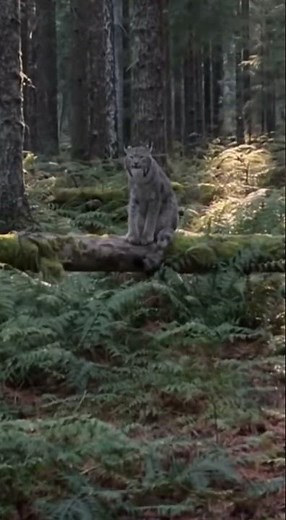 Lynx Screams at Hiker