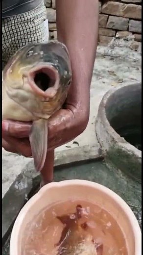 How a fish opens and closes its mouth 🐟🐠