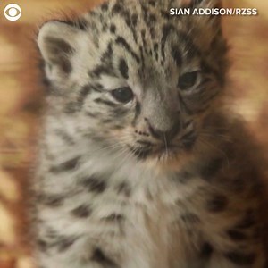 57K views · 11K reactions | CUTE ALERT! Three baby snow leopards made their debut at Highland Wildlife Park in Scotland last week. Take a look at the 2-month-old cubs as they play around their enclosure with mom looking on. | WCAX-TV | Facebook