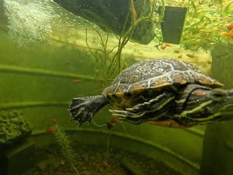 Turtle swimming eating plants