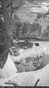 Beloved bald eagles Jackie and Shadow may have lost one of their eaglets in a snowstorm