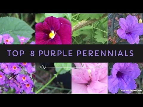 Gardening Top 8 Purple Blooming Perennials / Homesteading / Gardening