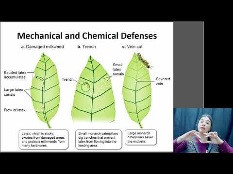Plant Defenses