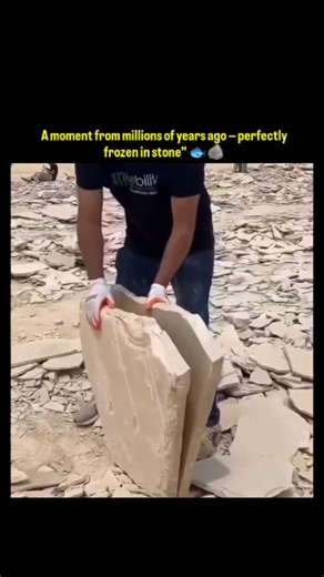 Making Cartoons on Instagram: "The video depicts a worker splitting a limestone slab from Wyoming's Green River Formation, unveiling a 50-million-year-old Knightia fish fossil, renowned for its fine-scale preservation in Eocene lake sediments due to low-oxygen burial conditions. - Posted by @suisunlo, an educational content creator, the thread garnered 3.8 million views by narrating permineralization, where minerals gradually replace organic tissues, as detailed in paleontological studies like t