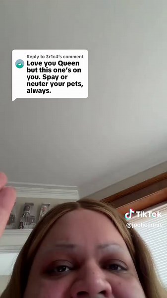 Cat Pregnancy & Spaying Nuances Explained