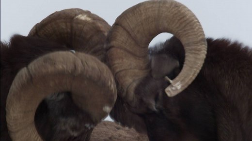 Bighorn sheep deliver their headbutts at over 20 miles per hour—enough to kill a human. | National Geographic