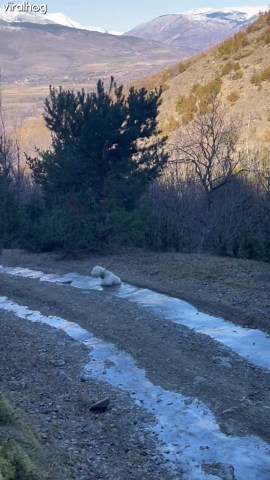 Dog slides across an icy trail