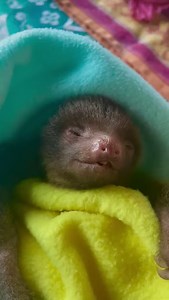Cutest baby | I Love Sloths