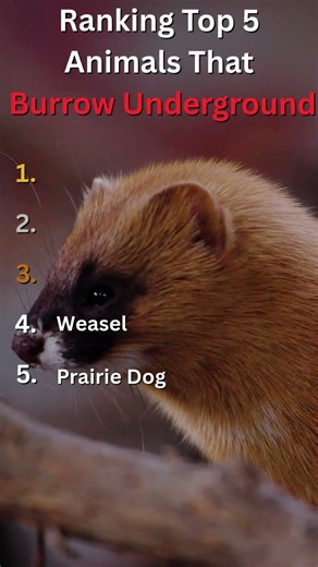 Underground Experts 🐾 Top 5 Burrowing Animals