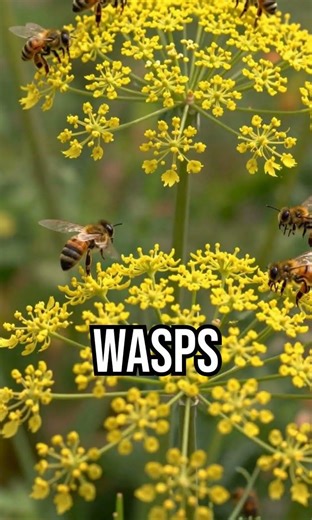 Dill Defense: The "Pollinator Magnet" That Replants Itself! 🛡️🌿📡 #roadto500 #techygreenthumbs