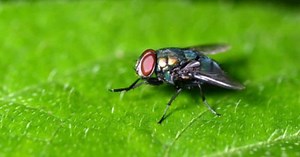 Discover How do flies reproduce? ▷➡️ Postposm
