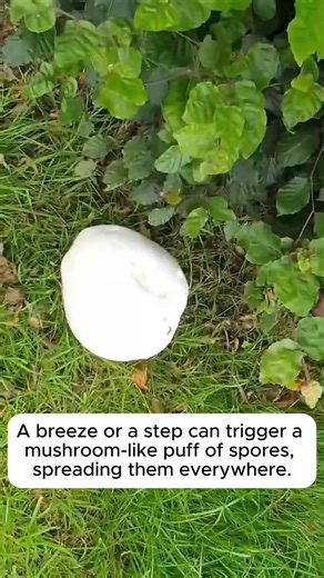 2K views · 14 reactions | Learn about giant mushrooms - the brain mushroom - the giant puffball #gardeningmakesmehappy #gardeningaustraliamag #gardeningday #gardeningideas #gardeningphoto | Gardening Hacks | Facebook