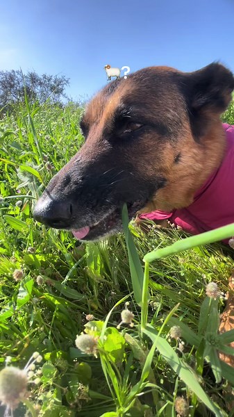 German Shepherd Dog with Sheep Costume