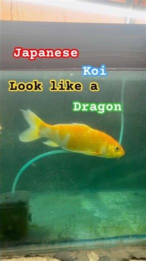 Giant Japanese Koi Fish 😱 Looks Like a Water Dragon! #shorts