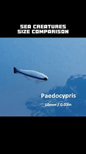 61K views · 778 reactions | SEA CREATURES SIZE COMPARISON  #ocean #sea #oceanlife #shark #oceanview #scary | Oceannnn | Facebook