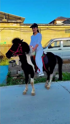 This is a premium black and white gelding, 115cm