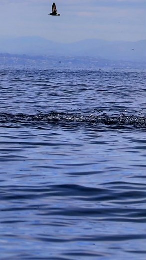 Domenic Biagini on TikTok