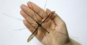 The World's Largest Mosquito Was Discovered In China, And We're Glad It's Now Dead
