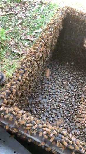 So Many Bees Outside the Hive 🐝 | Colony Check Time