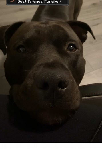 ❤️‍🩹 #fyp #pitbull #puppy | Pit Bull Puppies