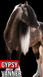 9K views · 695 reactions | Caballos Gypsy Vanners y su Vínculo Especial con los Humanos #gypsyvanner #caballos #cavalos #horses | Vaqueras GT | Facebook